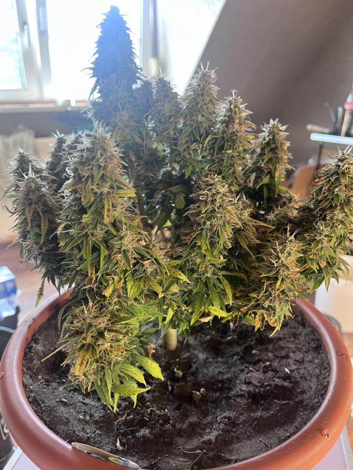 Frozen Black cherry Auto. Week 14