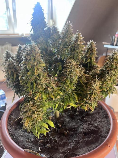 Frozen Black Cherry Auto. Week 14