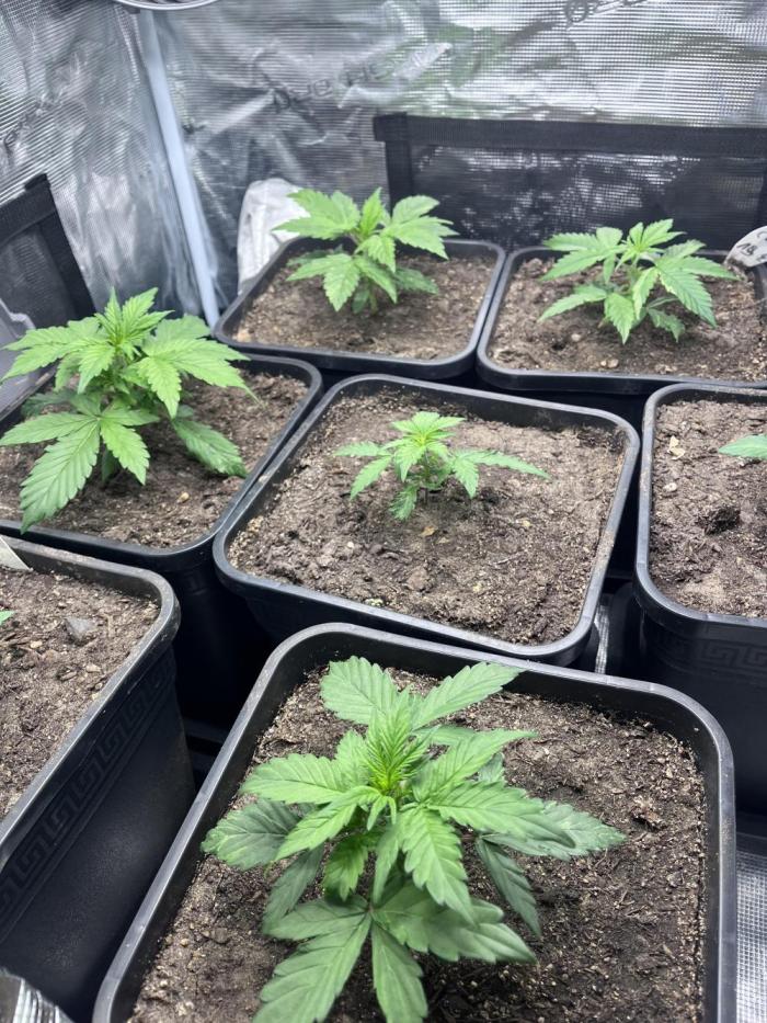 Cookies Gelato Automatic. Week 4
