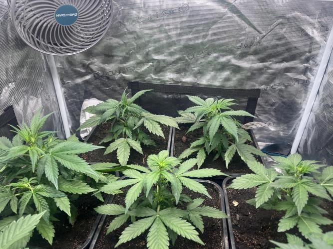 Cookies Gelato Automatic. Week 5