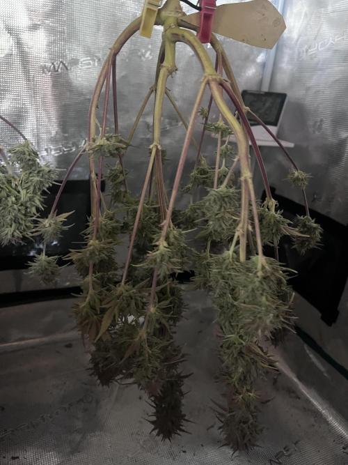 Apple Fritter Auto. Week 11