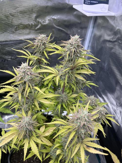 Apple Fritter Auto. Week 11