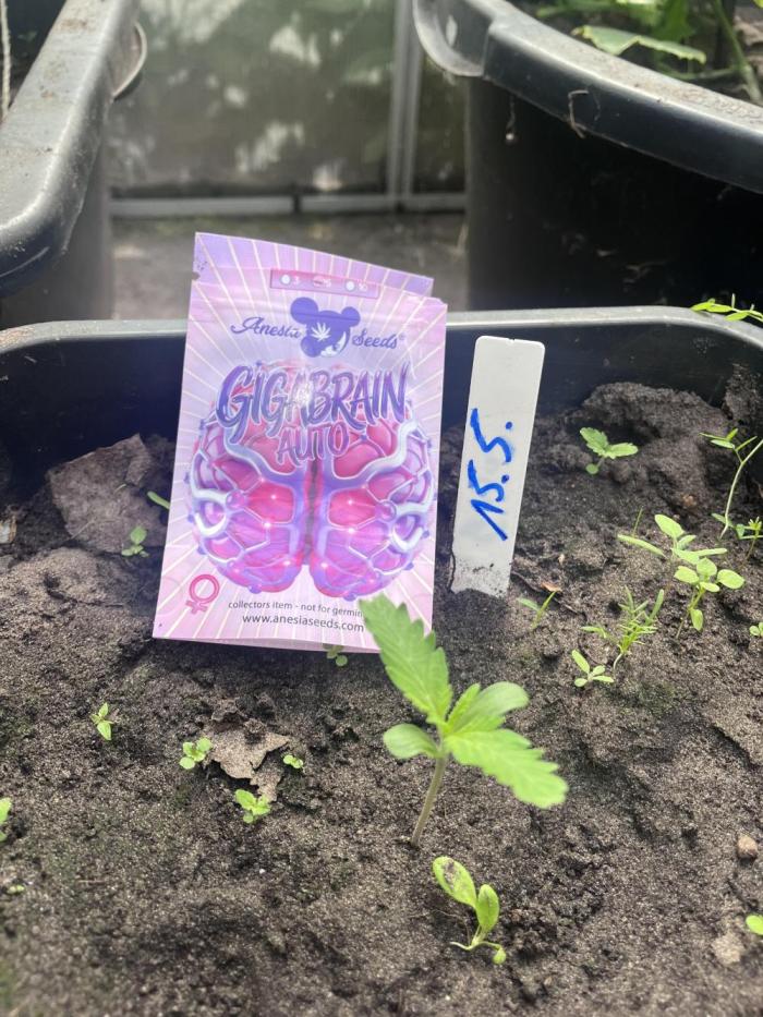 Gigabrain Auto. Week 1