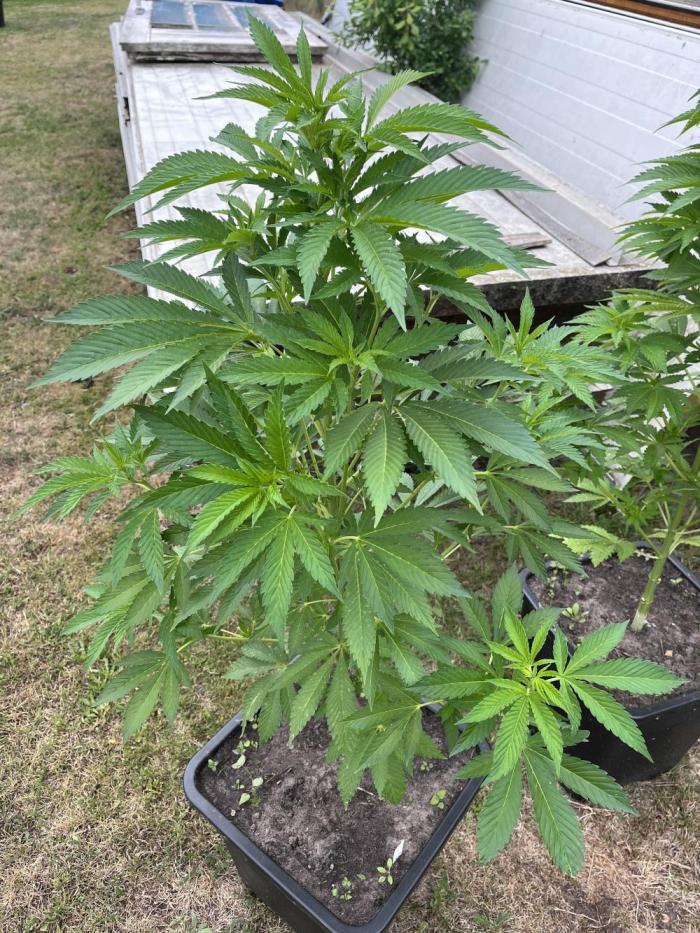 Gelato #45. Week 14