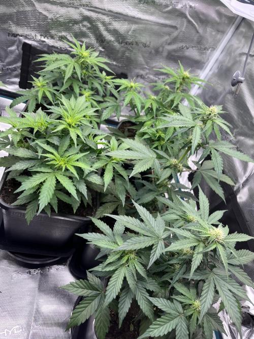 Cookies Gelato Automatic. Week 6