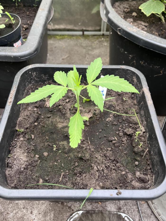 Gigabrain Auto. Week 2
