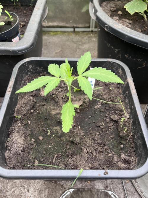 Giga Brain Auto. Week 2