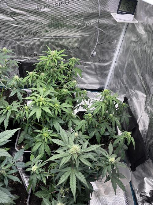 Cookies Gelato Automatic. Week 7