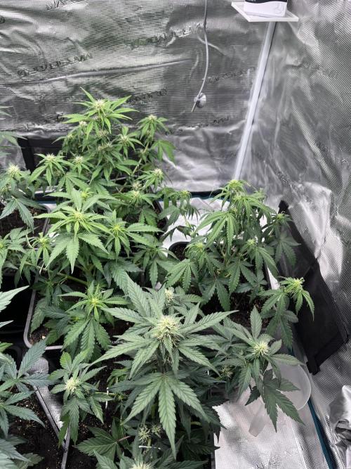 Cookies Gelato Automatic. Week 7