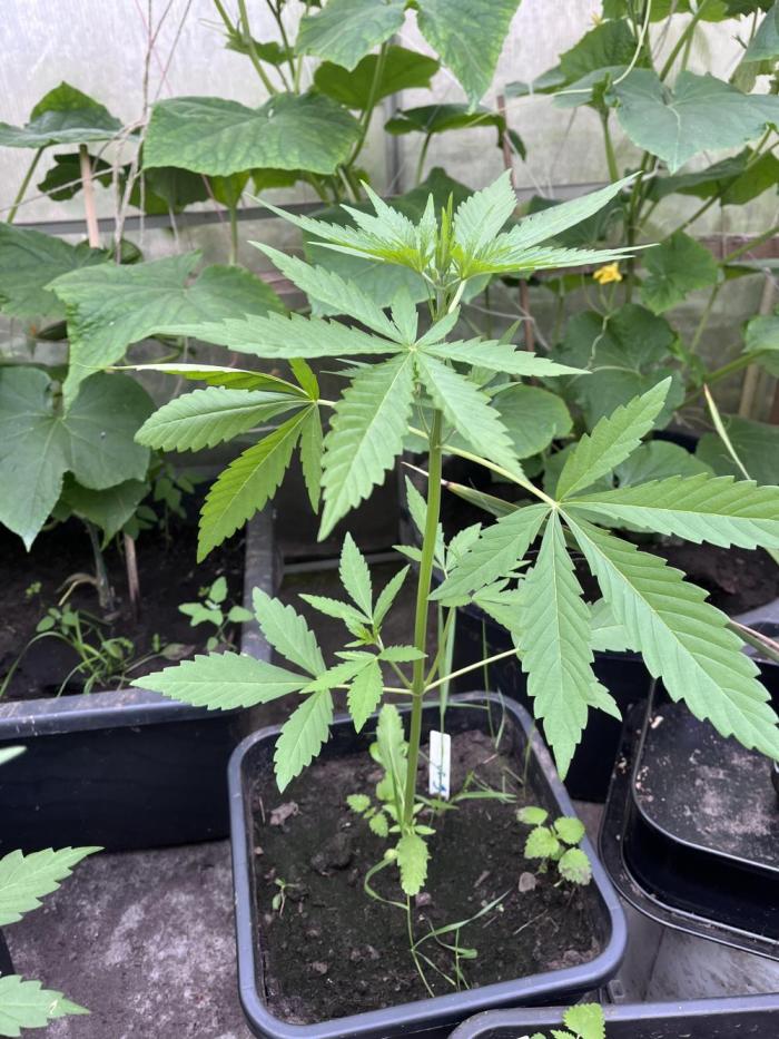 Gigabrain Auto. Week 3