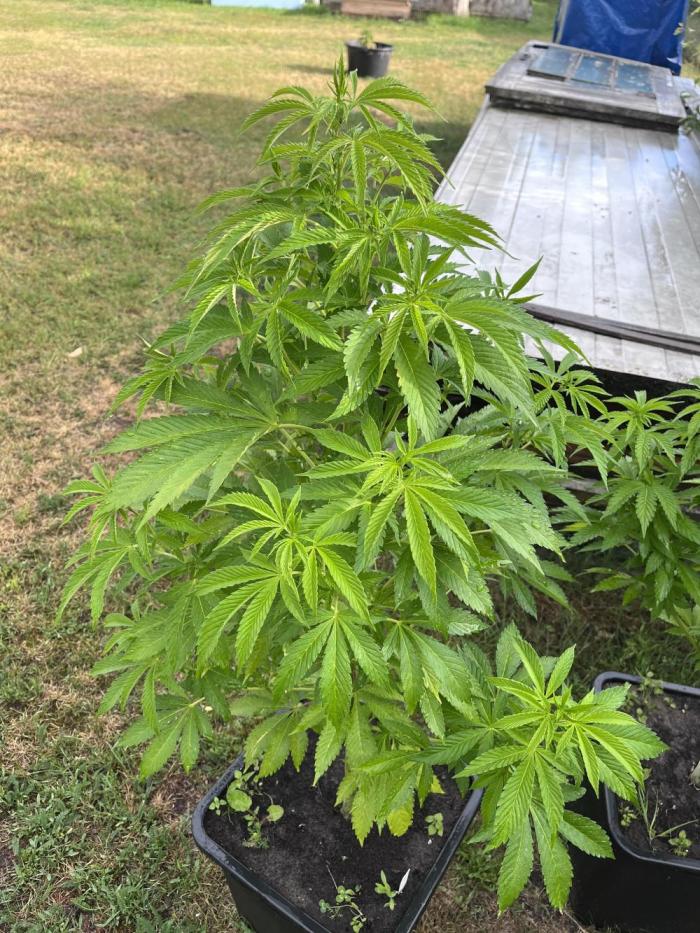 Gelato #45. Week 15