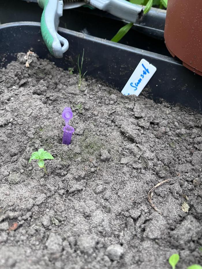 Purple Sunset Auto. Week 1