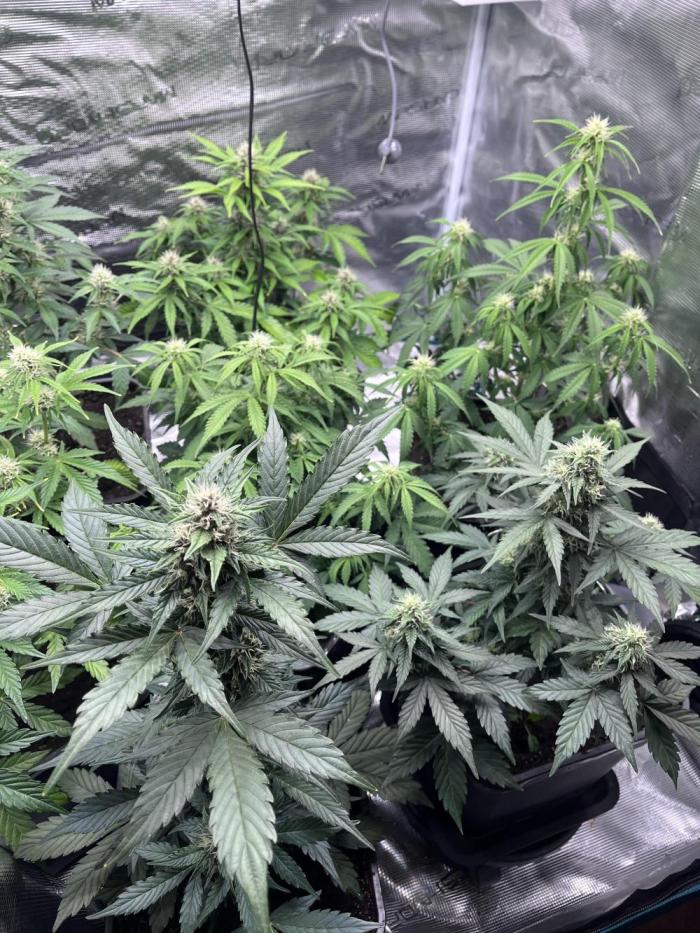 Cookies Gelato Automatic. Week 8