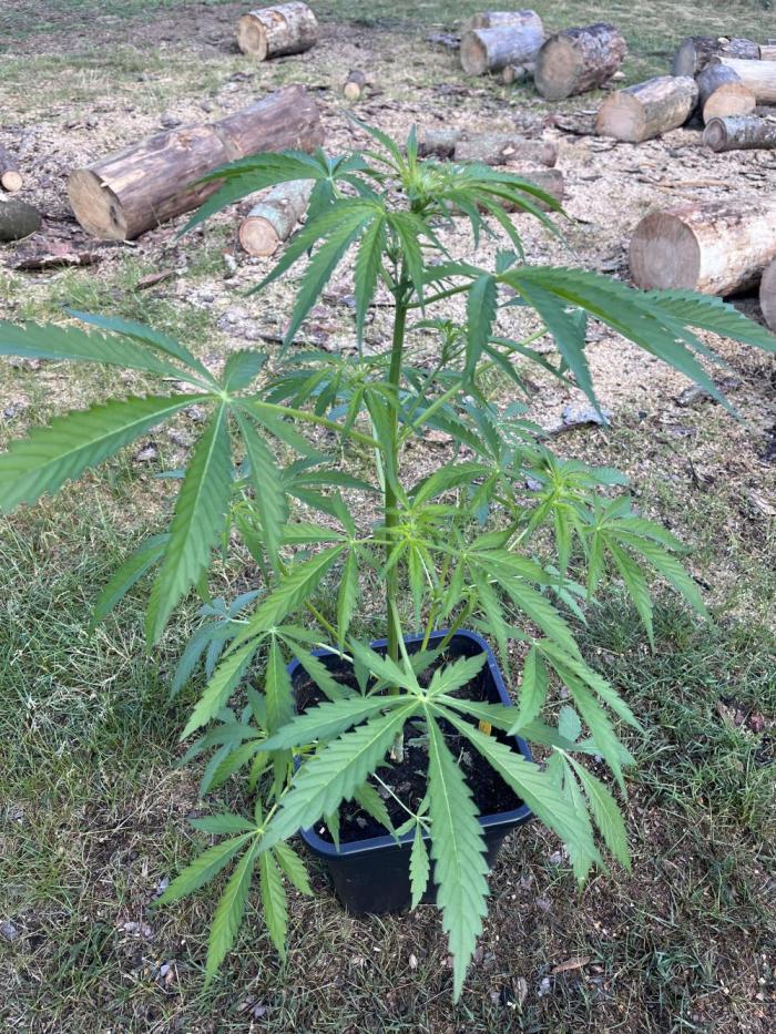 Cherry Punch Auto. Week 7