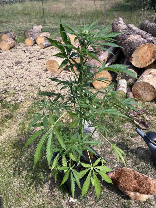 Cherry Punch Auto. Week 8