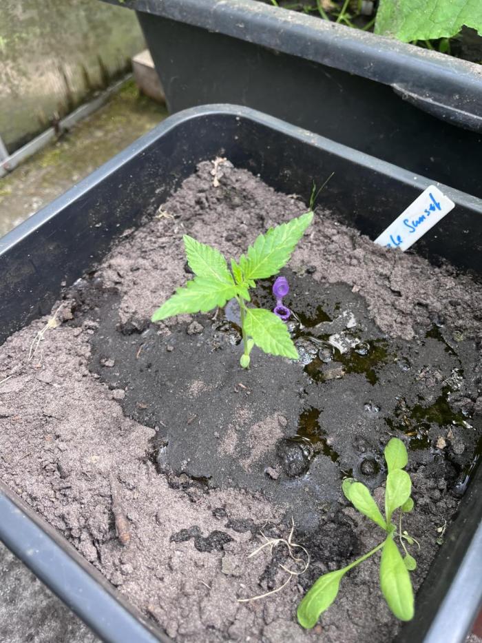 Purple Sunset Auto. Week 2