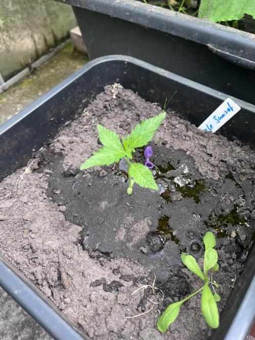 Purple Sunset Auto. Week 2