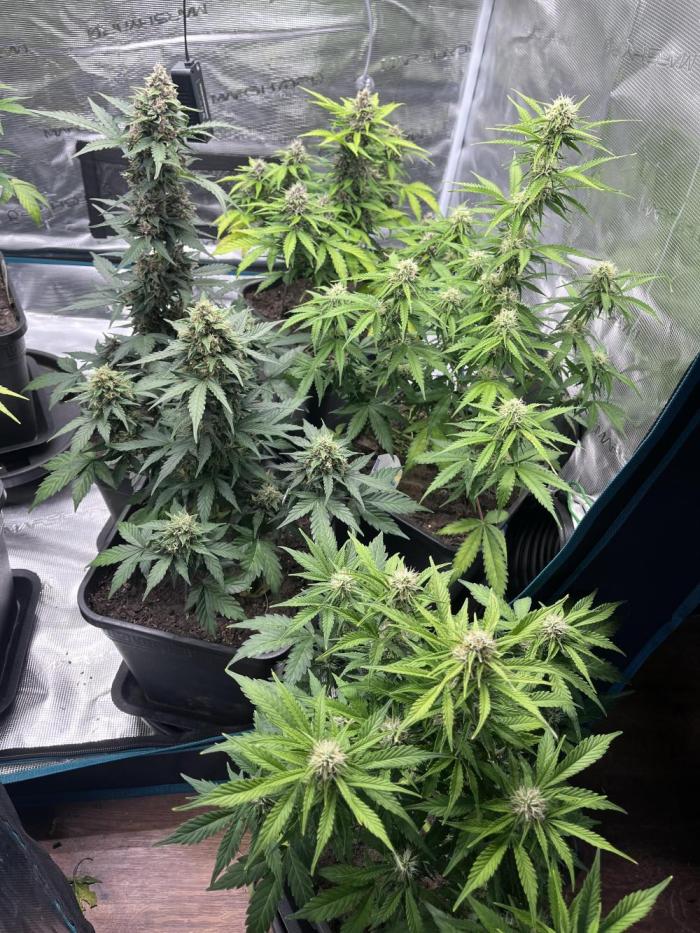Cookies Gelato Automatic. Week 9
