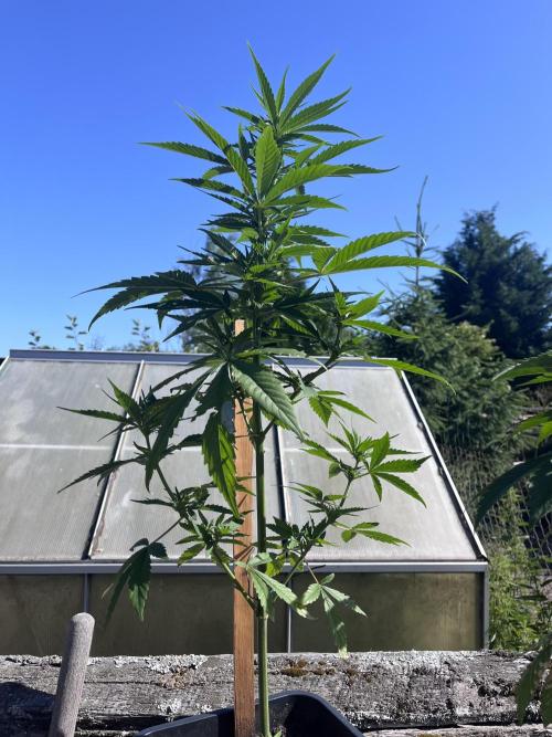 Giga Brain Auto. Week 5