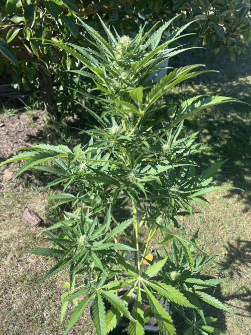 Cherry Punch Auto. Week 9