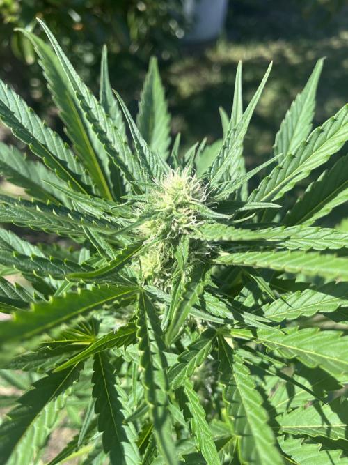 Cherry Punch Auto. Week 9