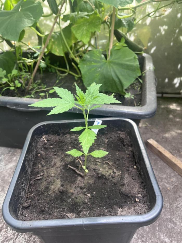 Purple Sunset Auto. Week 3