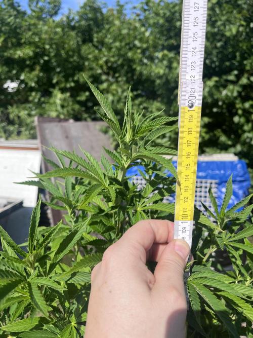 Gelato #45. Week 17