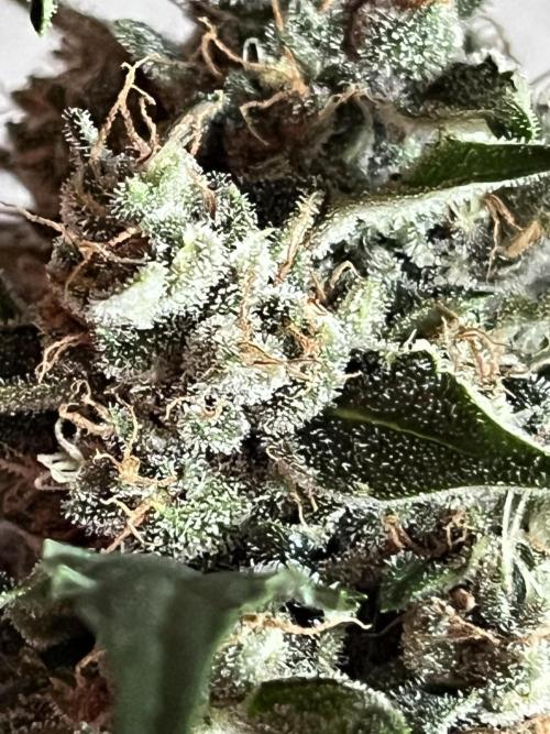 Cookies Gelato Automatic. Week 10