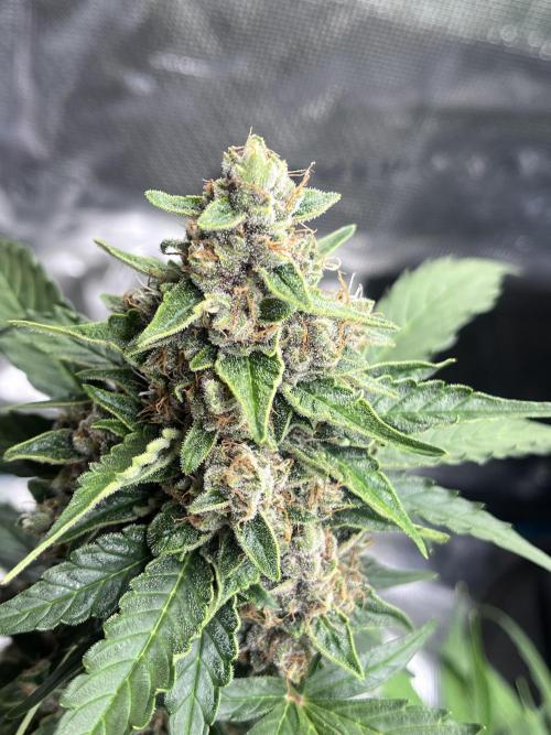 Cookies Gelato Automatic. Week 10