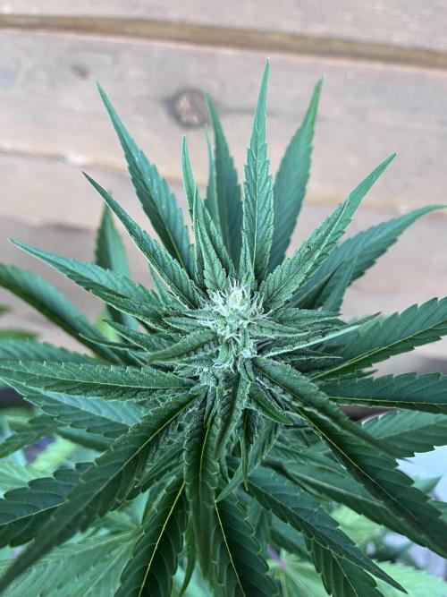 Giga Brain Auto. Week 6
