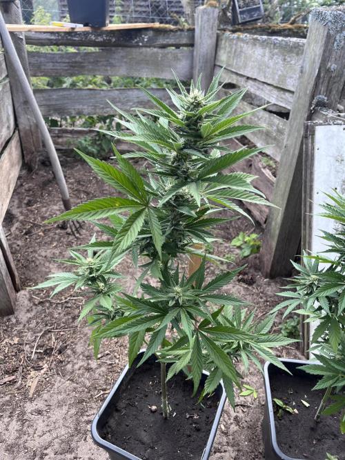 Gigabrain Auto. Week 6