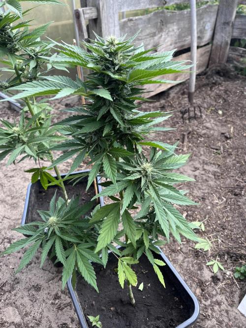 Gigabrain Auto. Week 6