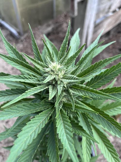 Gigabrain Auto. Week 6