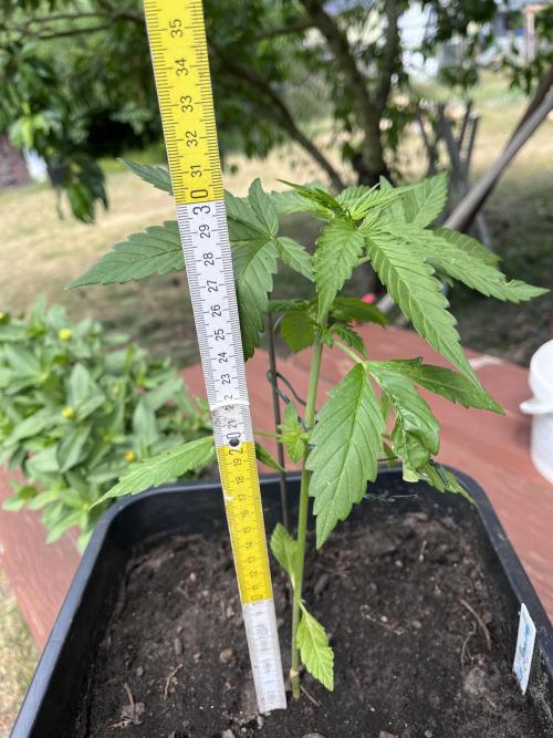 Purple Sunset Auto. Week 4
