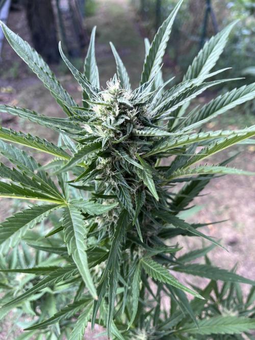 Cherry Punch Auto. Week 10