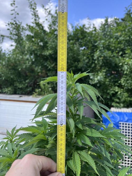 Roswell Code. Week 17
