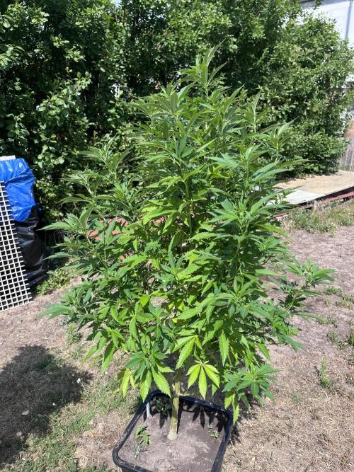 Gelato #45. Week 18