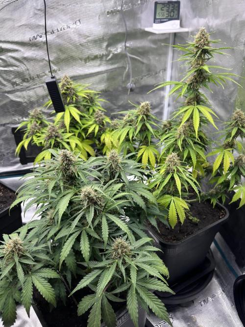 Cookies Gelato Automatic. Week 11