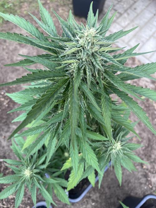 Gigabrain Auto. Week 7