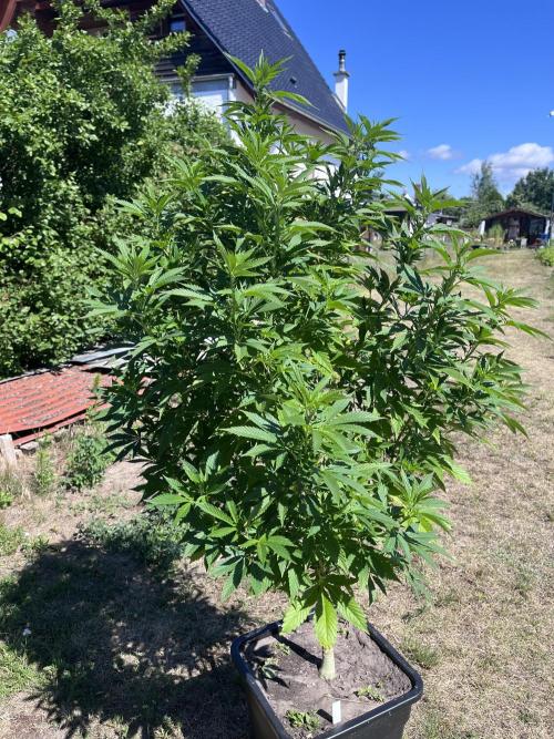 Gelato #45. Week 19