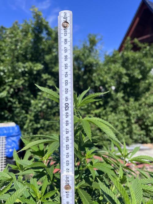 Gelato #45. Week 19