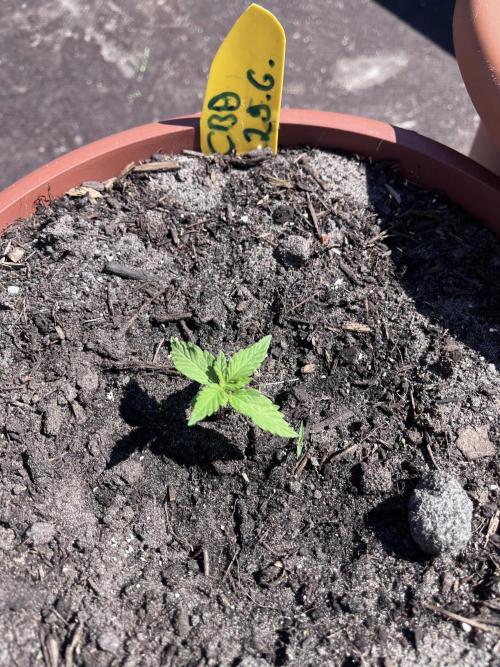 Alpine Delight CBD. Week 2