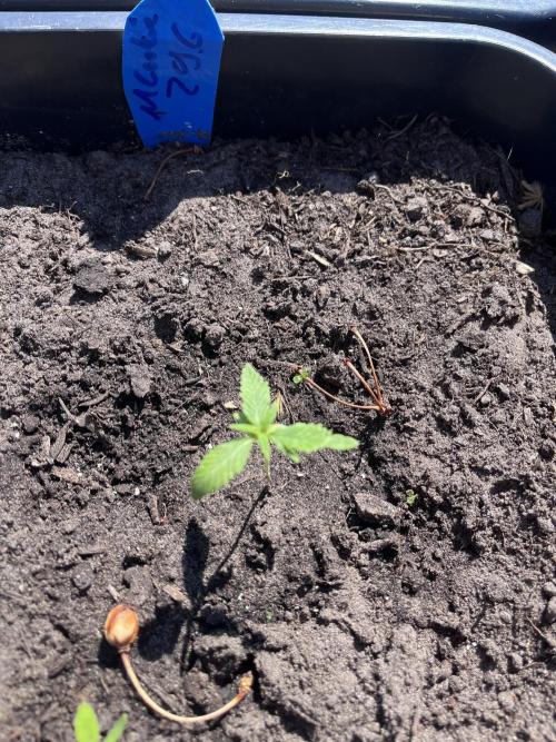 Mandarin Cookies. Week 2
