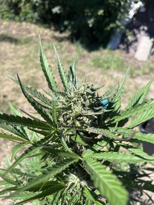 Cherry Punch Auto. Week 11
