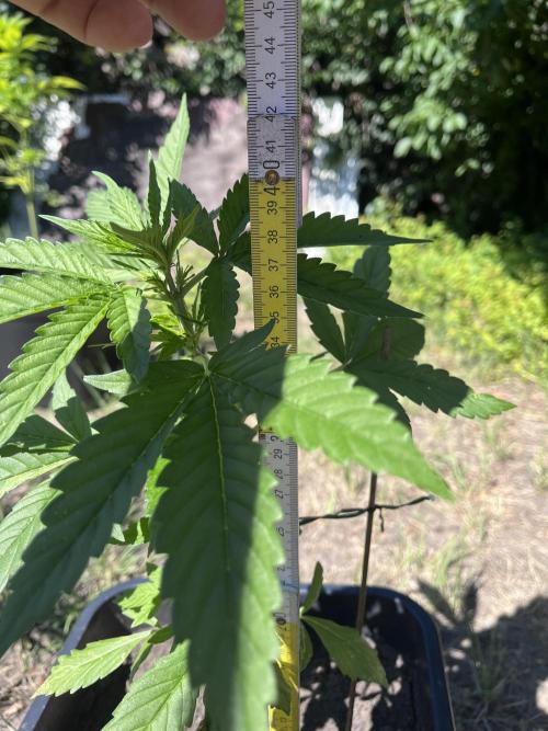 Purple Sunset Auto. Week 5