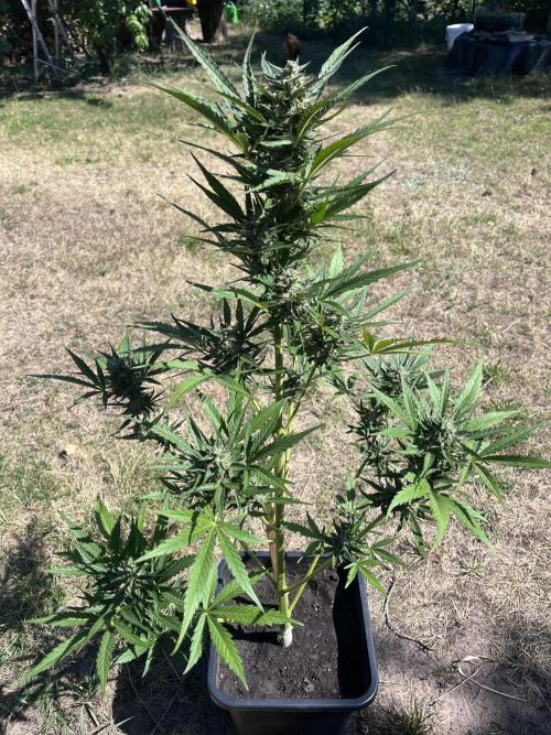 Cherry Punch Auto. Week 11