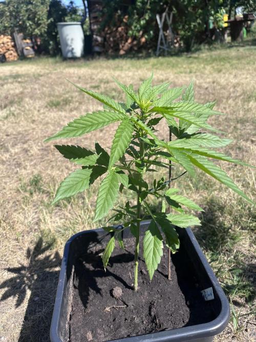 Purple Sunset Auto. Week 5