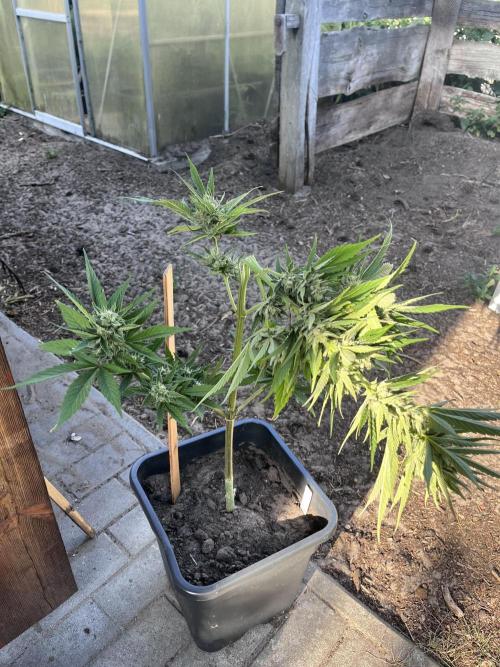Gigabrain Auto. Week 7