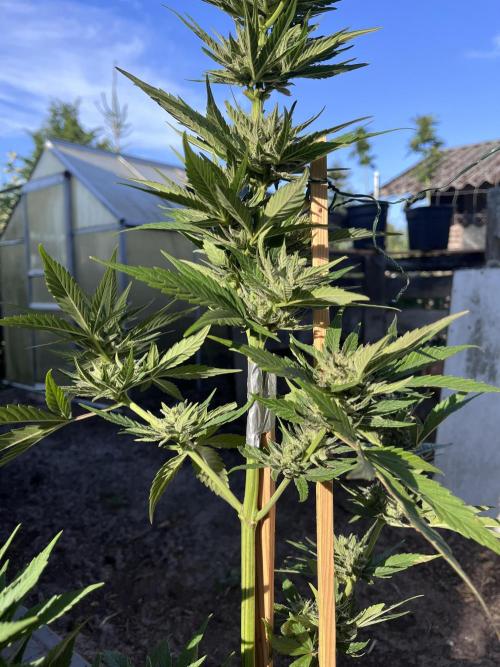 Gigabrain Auto. Week 7
