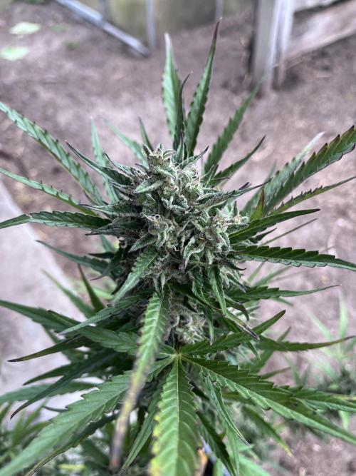 Cherry Punch Auto. Week 12